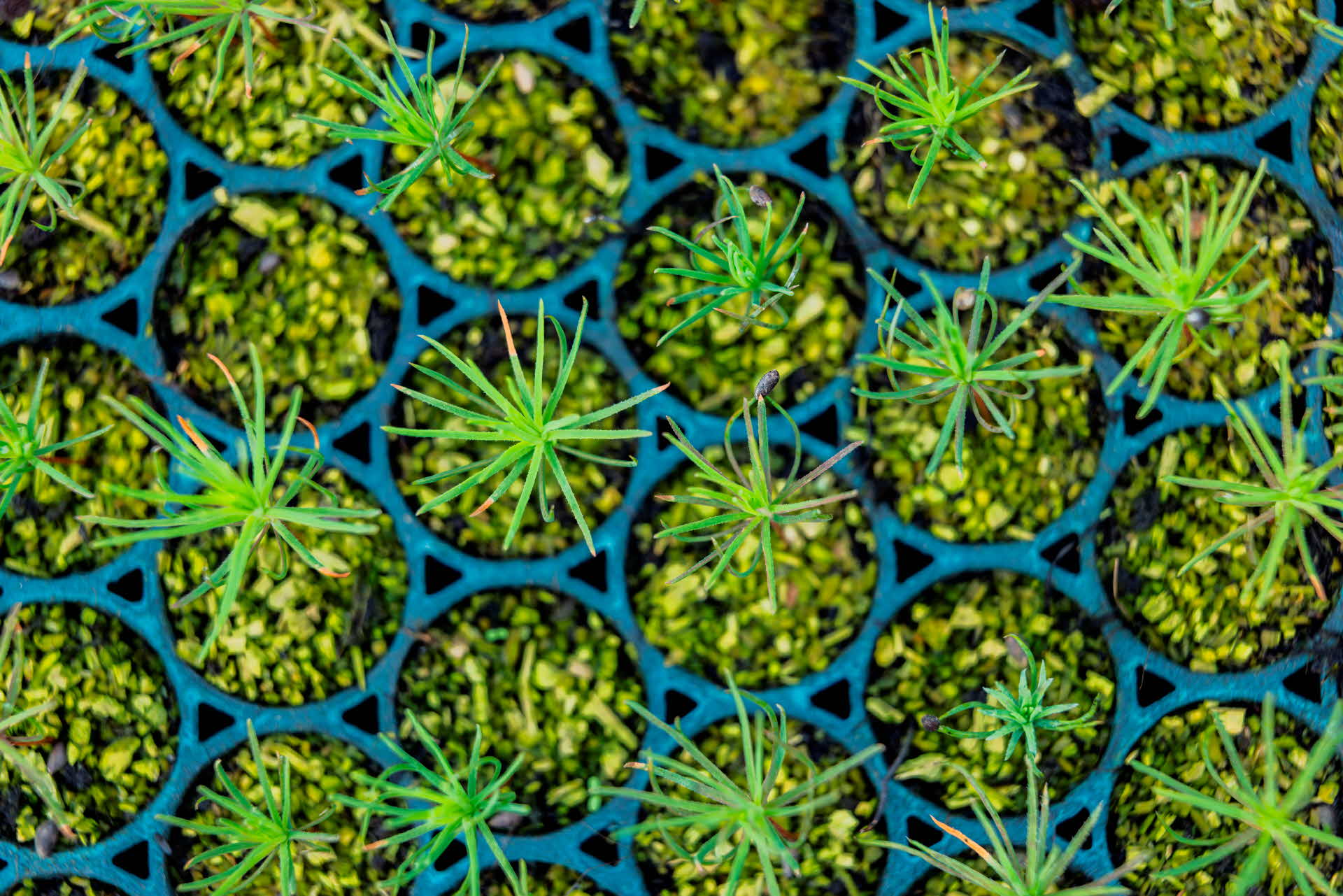 Seedlings in a tray.