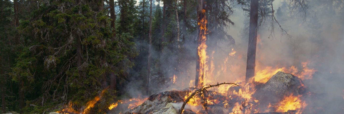 Nturvårdsbränning, brans i skogen