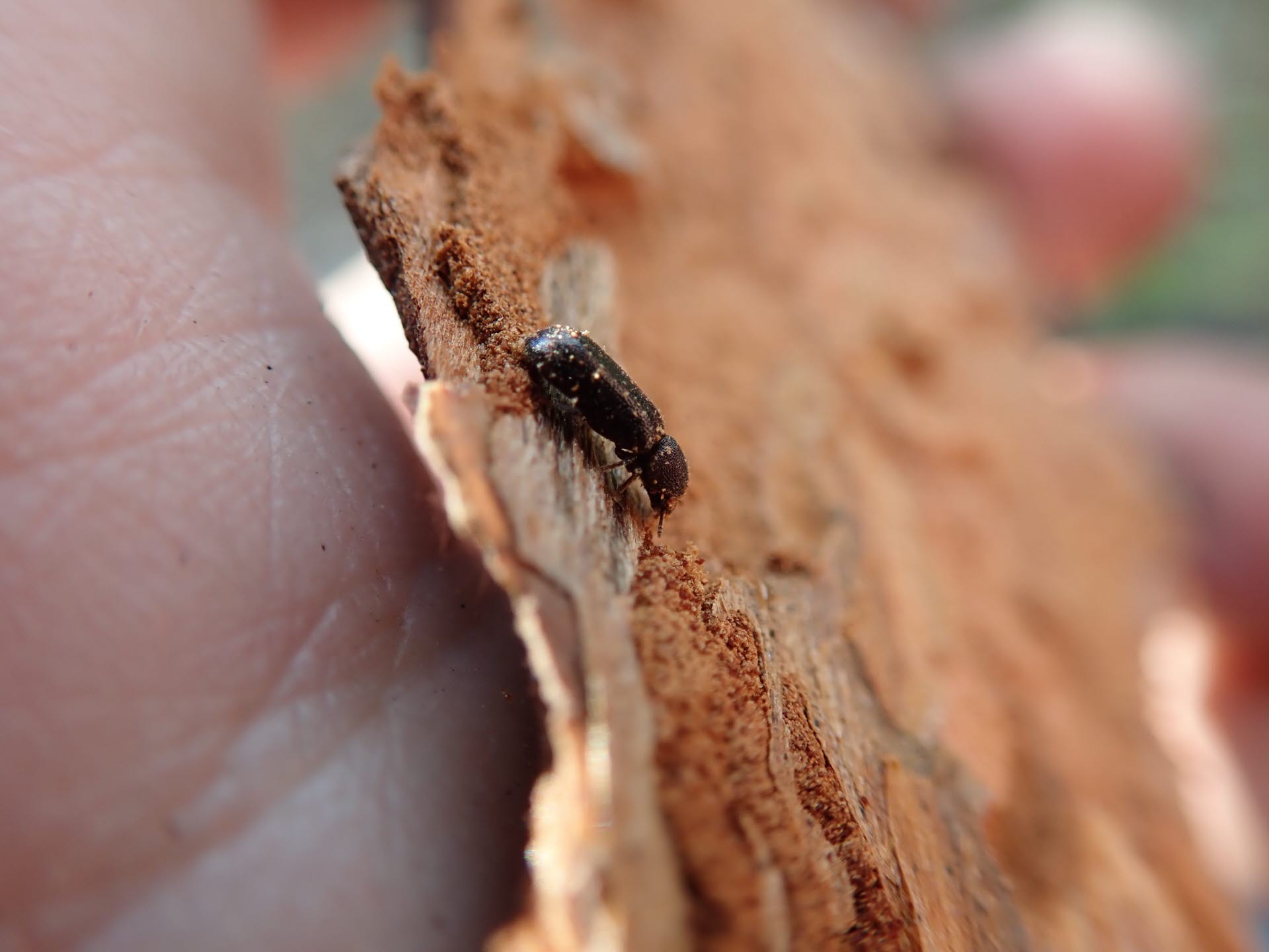 Horned powderpost beetle