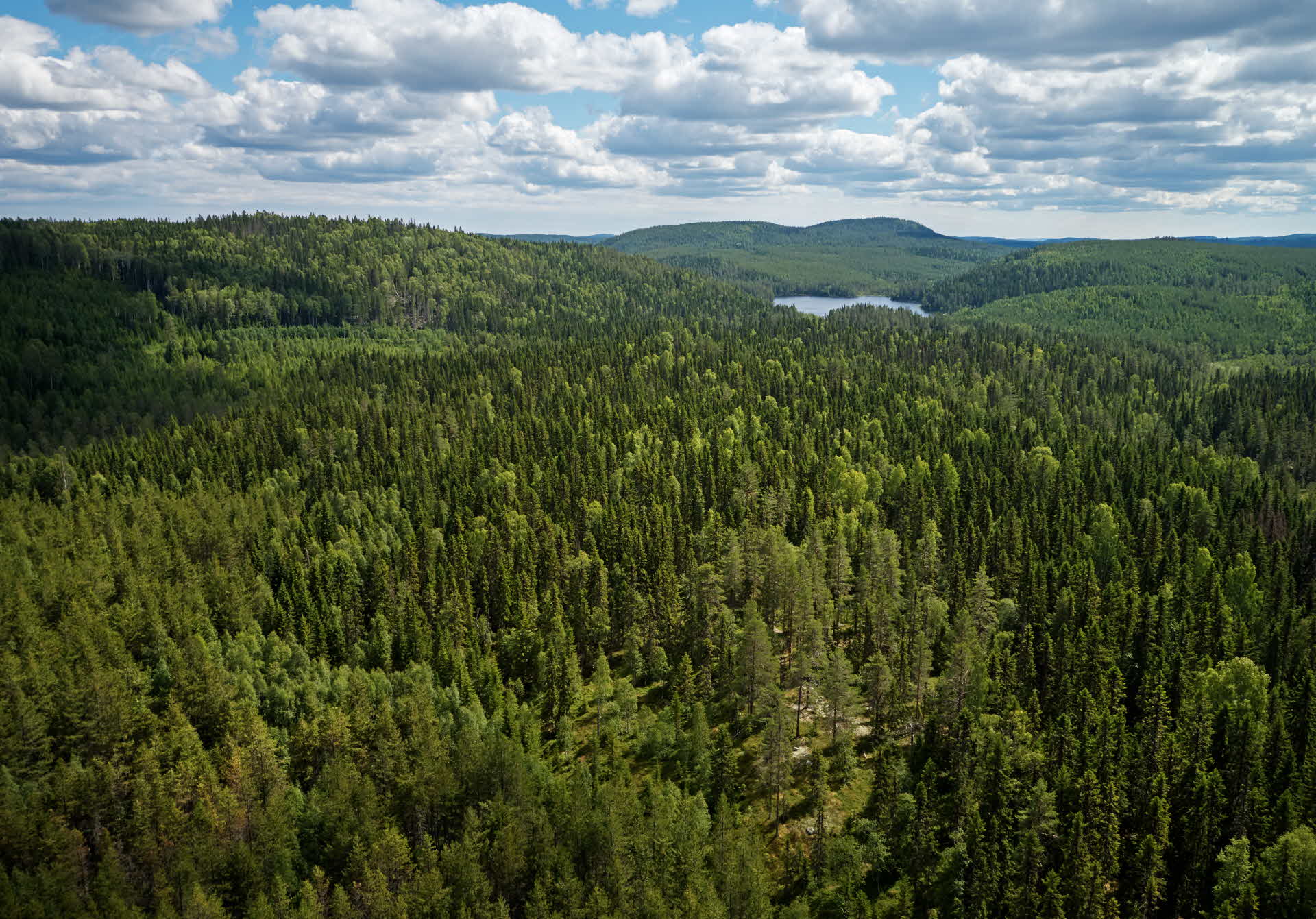 Flygbild över skog