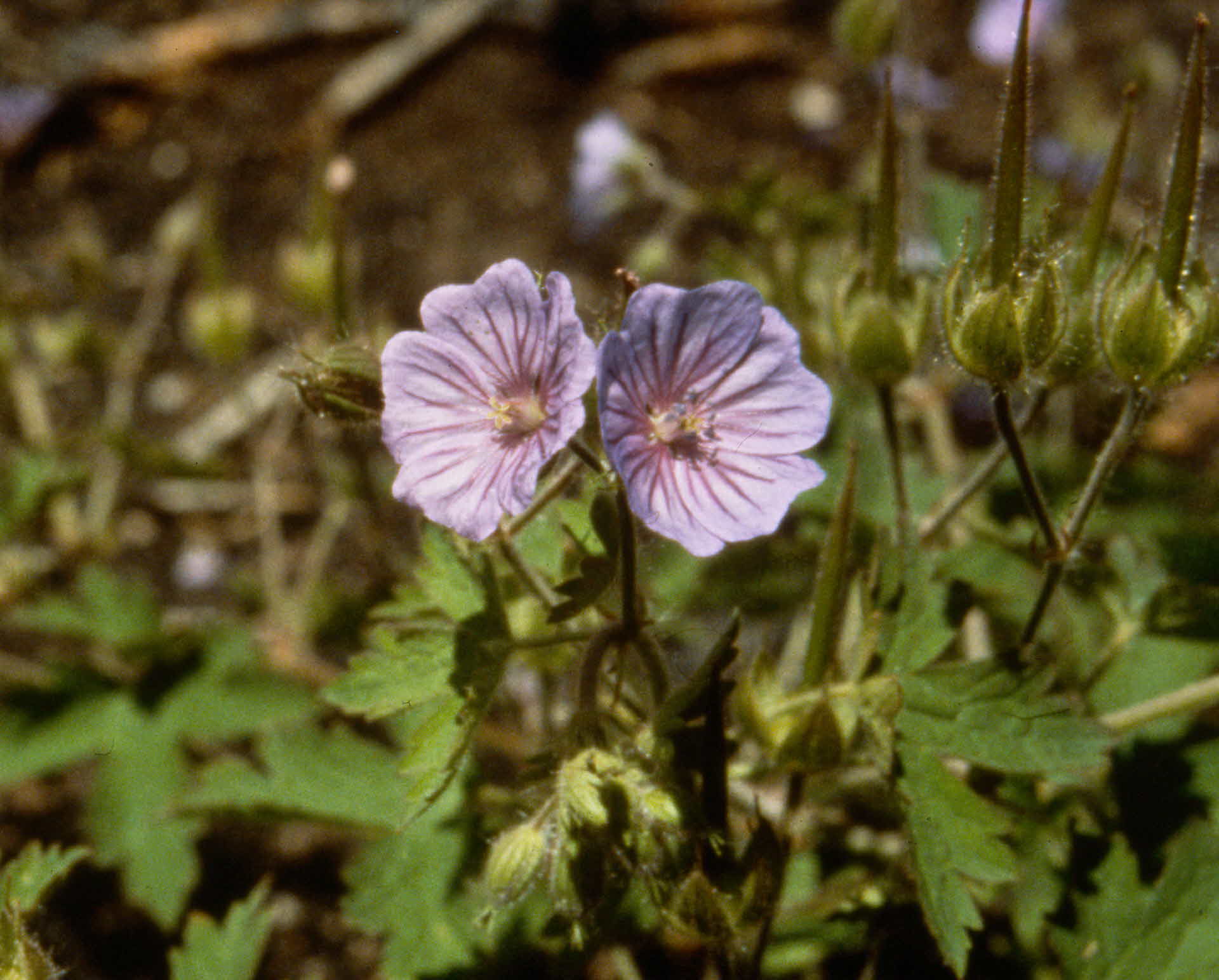 Geranium bohemicum