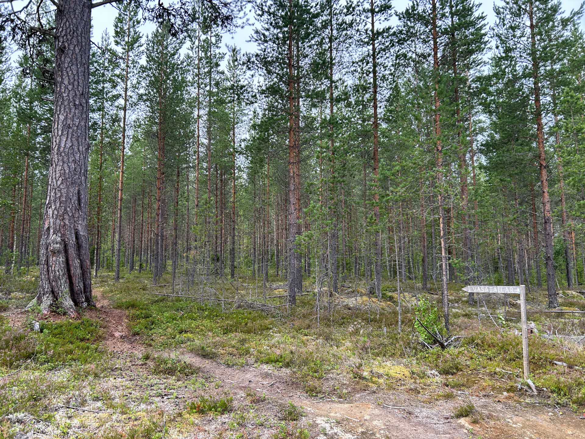 Vasatallen intill skogsbilvägen