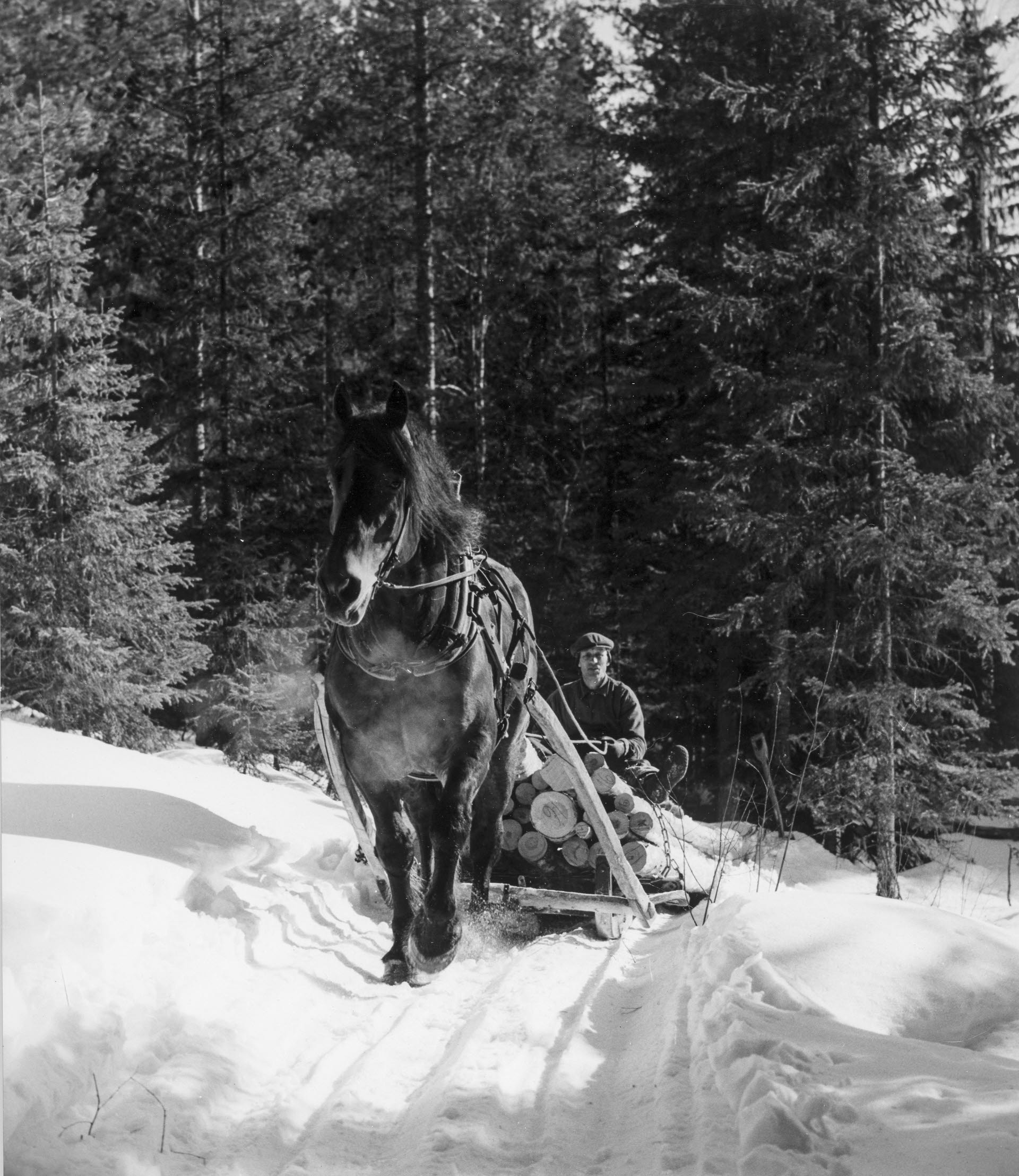 Man driving logs by horse during winterfelling, 1950s.