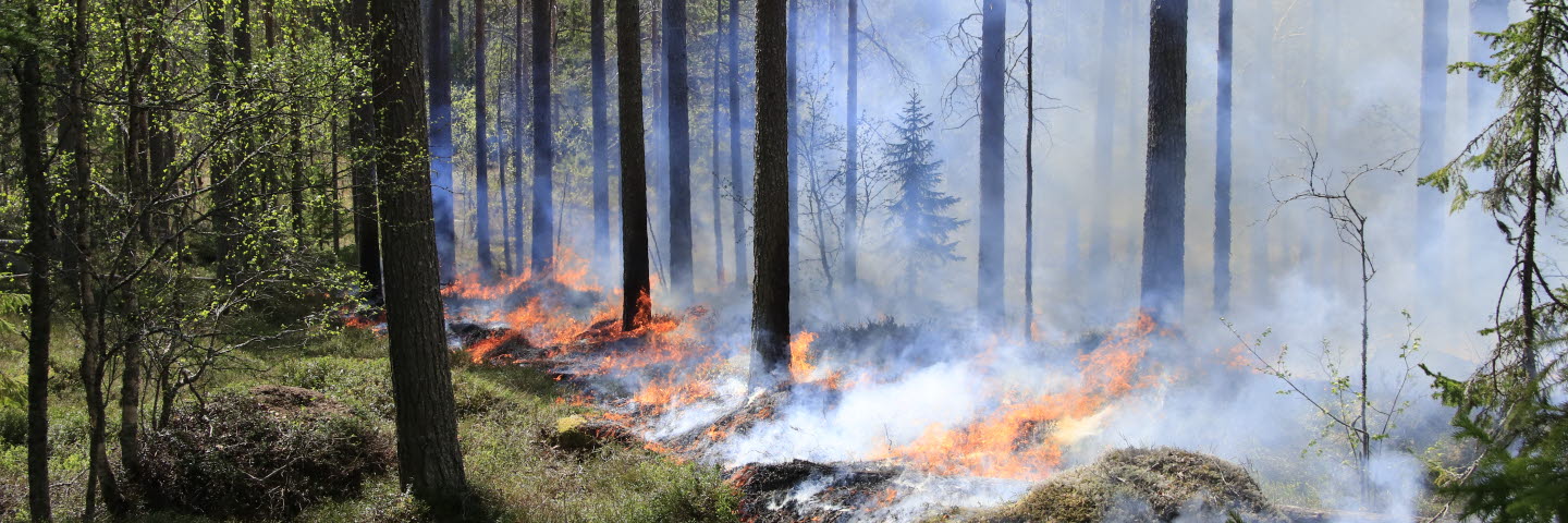 Naturvårdsbräning i Eksjön, Medelpad maj 2019