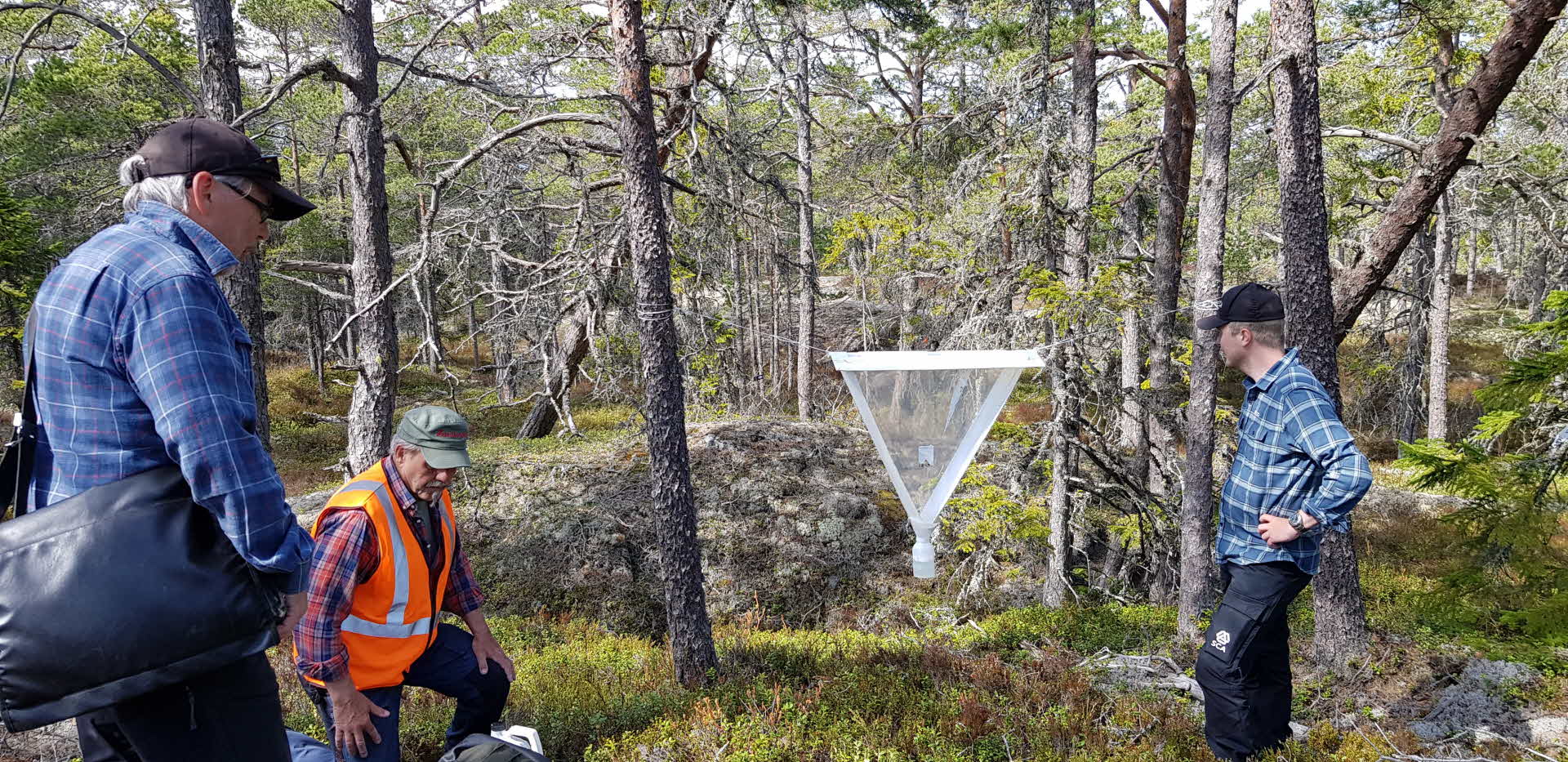 Insektsfälla sätts upp