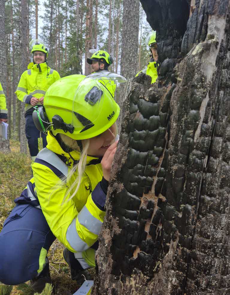 en maskinförare kollar på bränd stubbe
