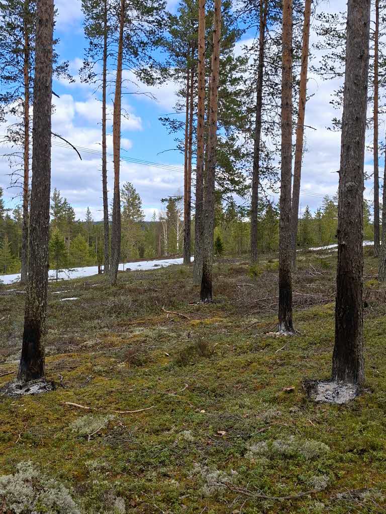stambasbrända tallar