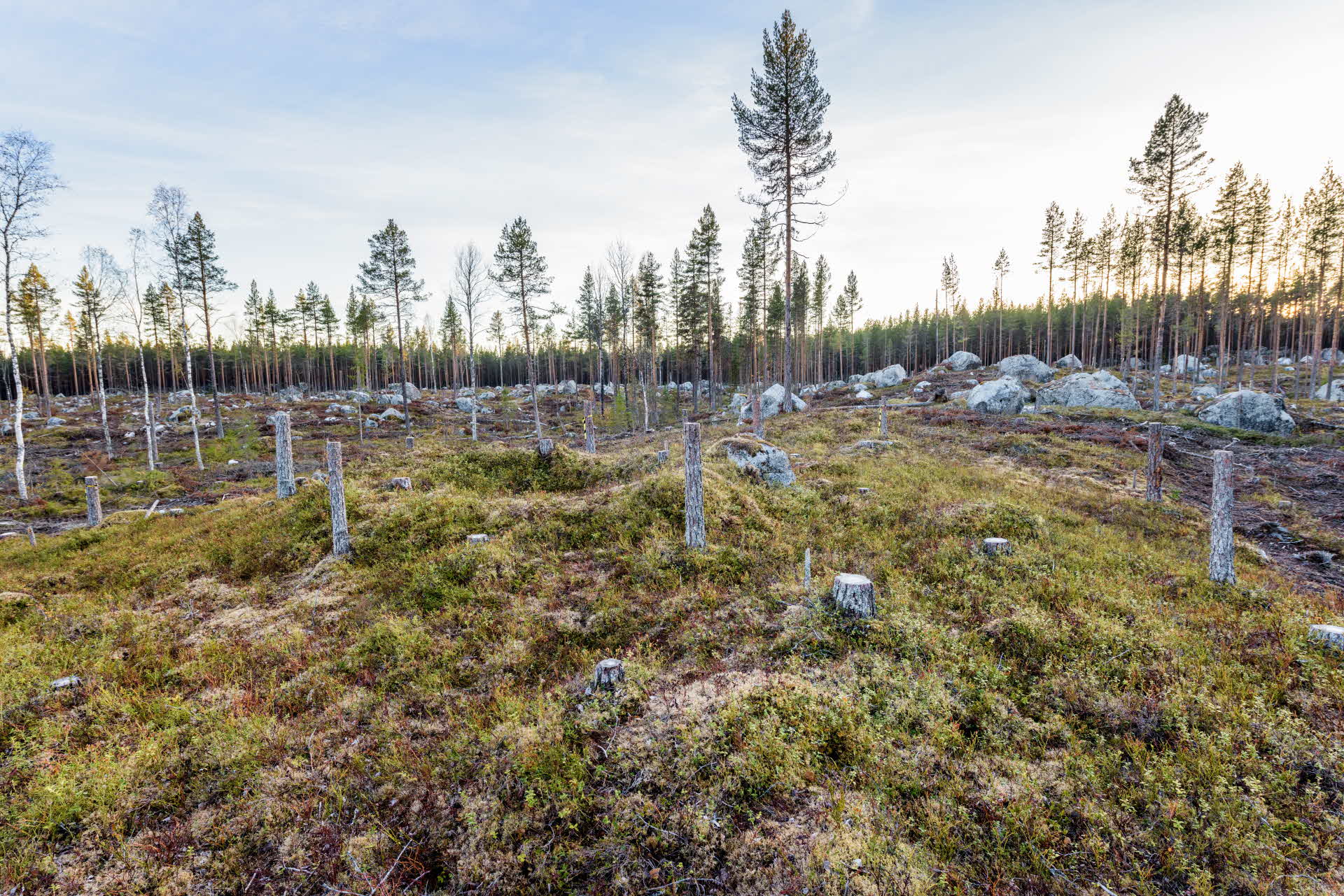 Fångstgrop med kulturstubbar