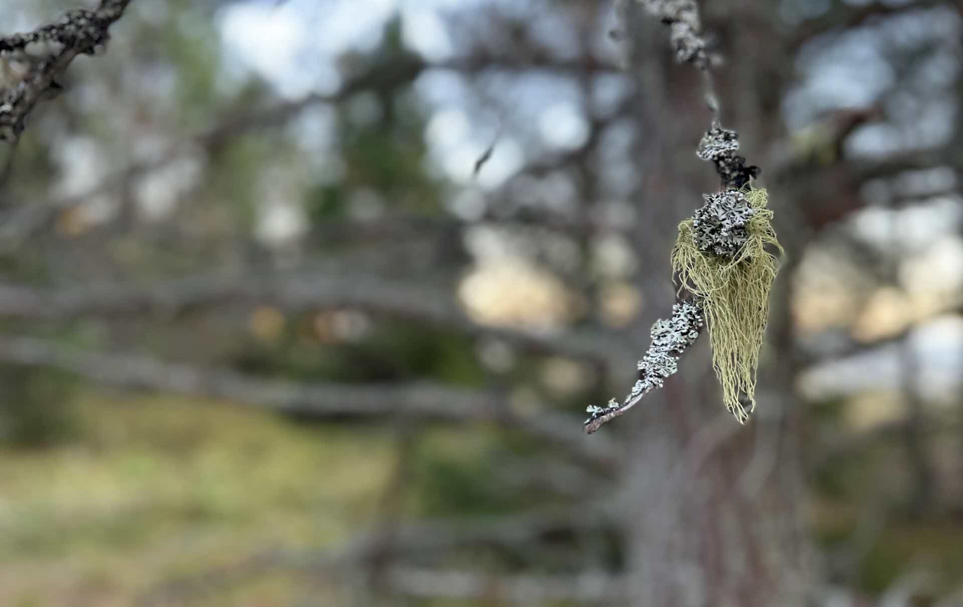 A forest in the spring.