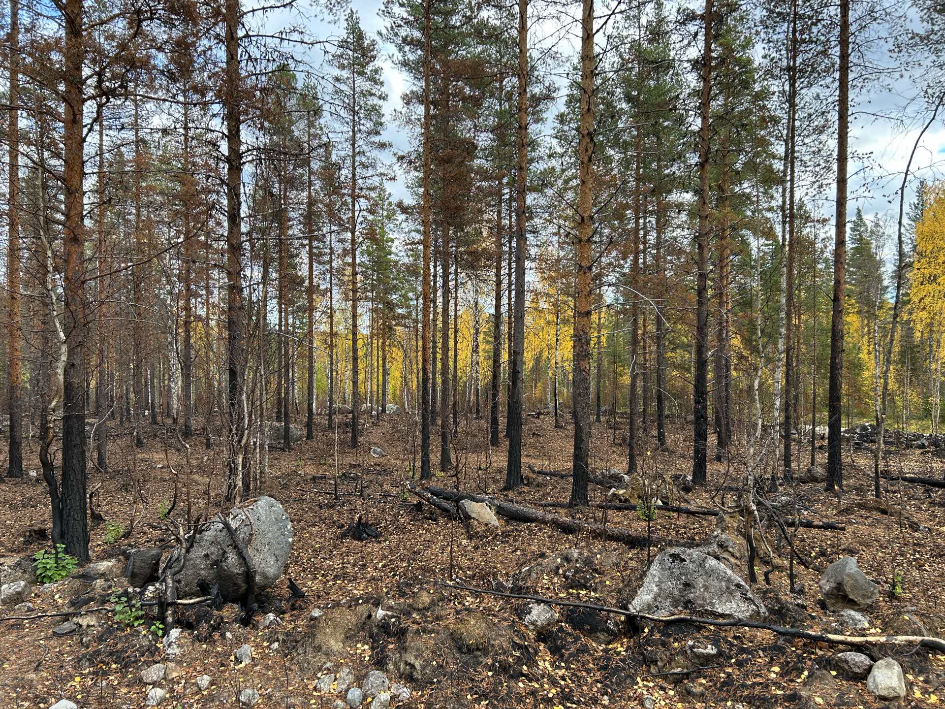 bränd lövskog