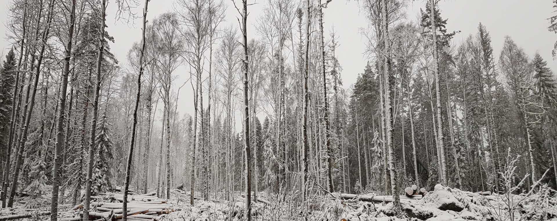 Naturvårdsavverkning i lövrik skog