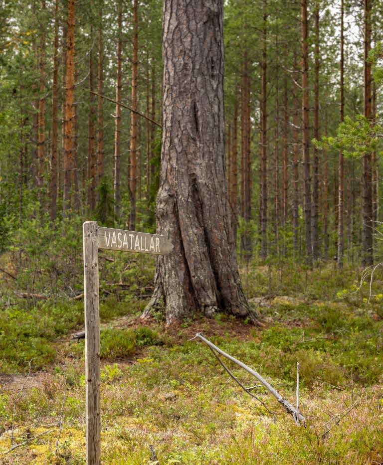 En av Vasatallarna