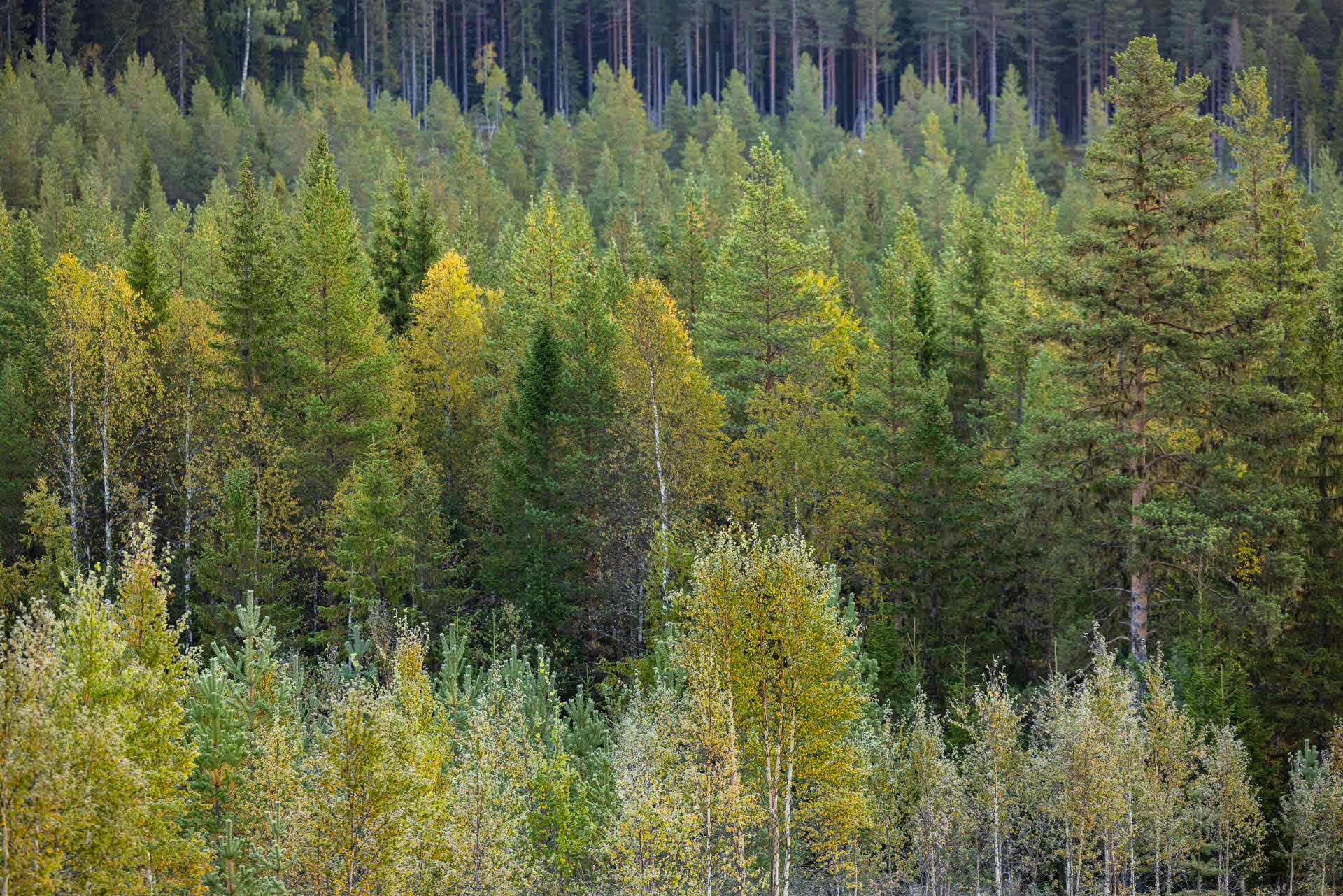 a forest with pines, spruces and broad-leaf trees