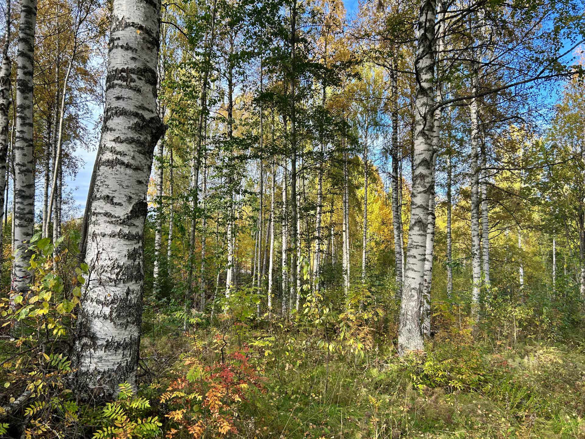 Plockhuggen lövskog