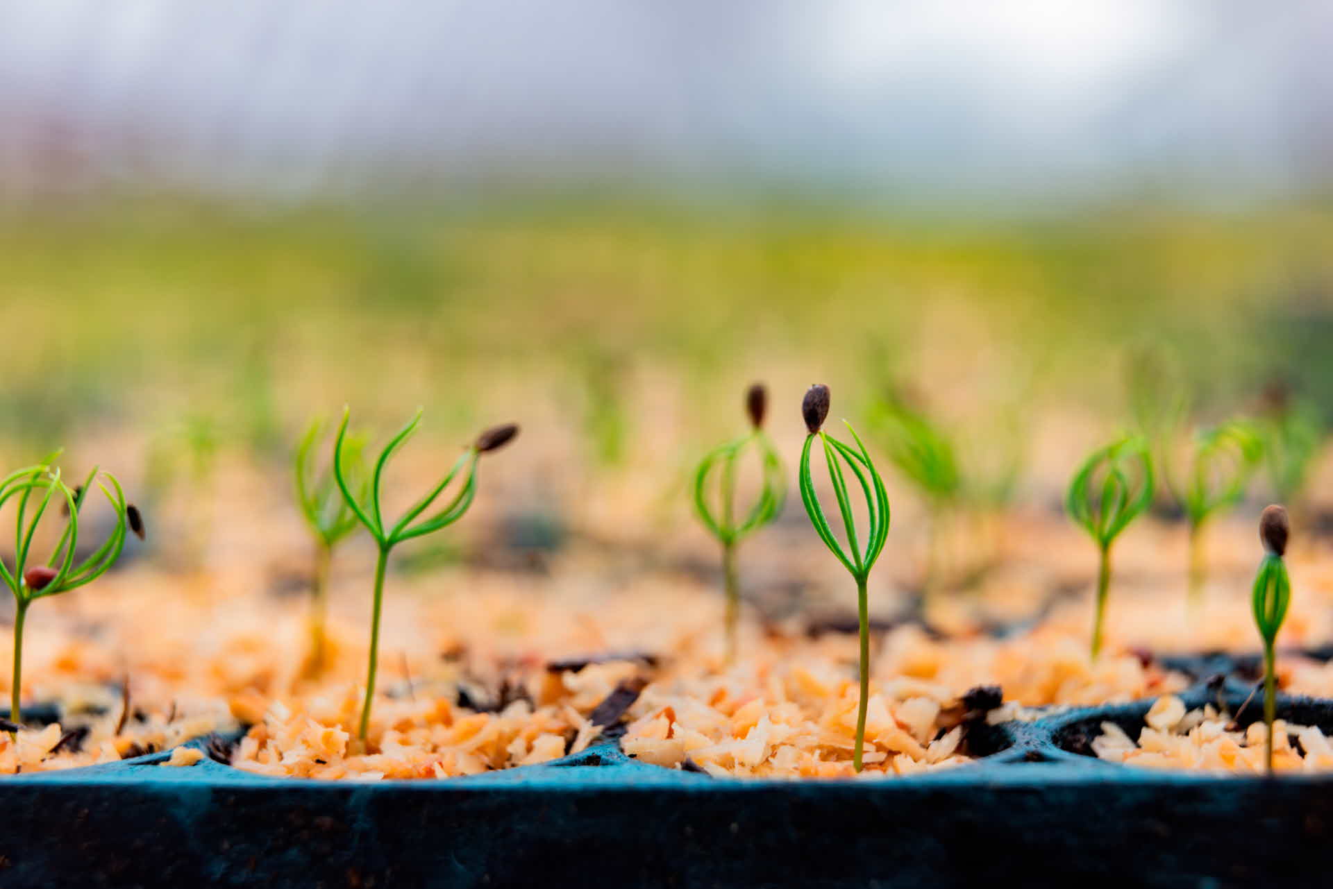 Tree seedlings in a greenhouse.