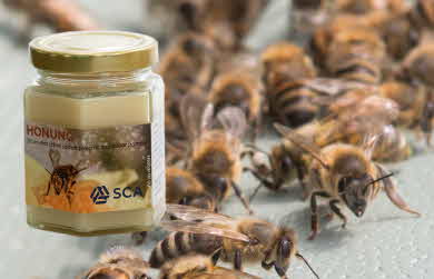 Honung och bin