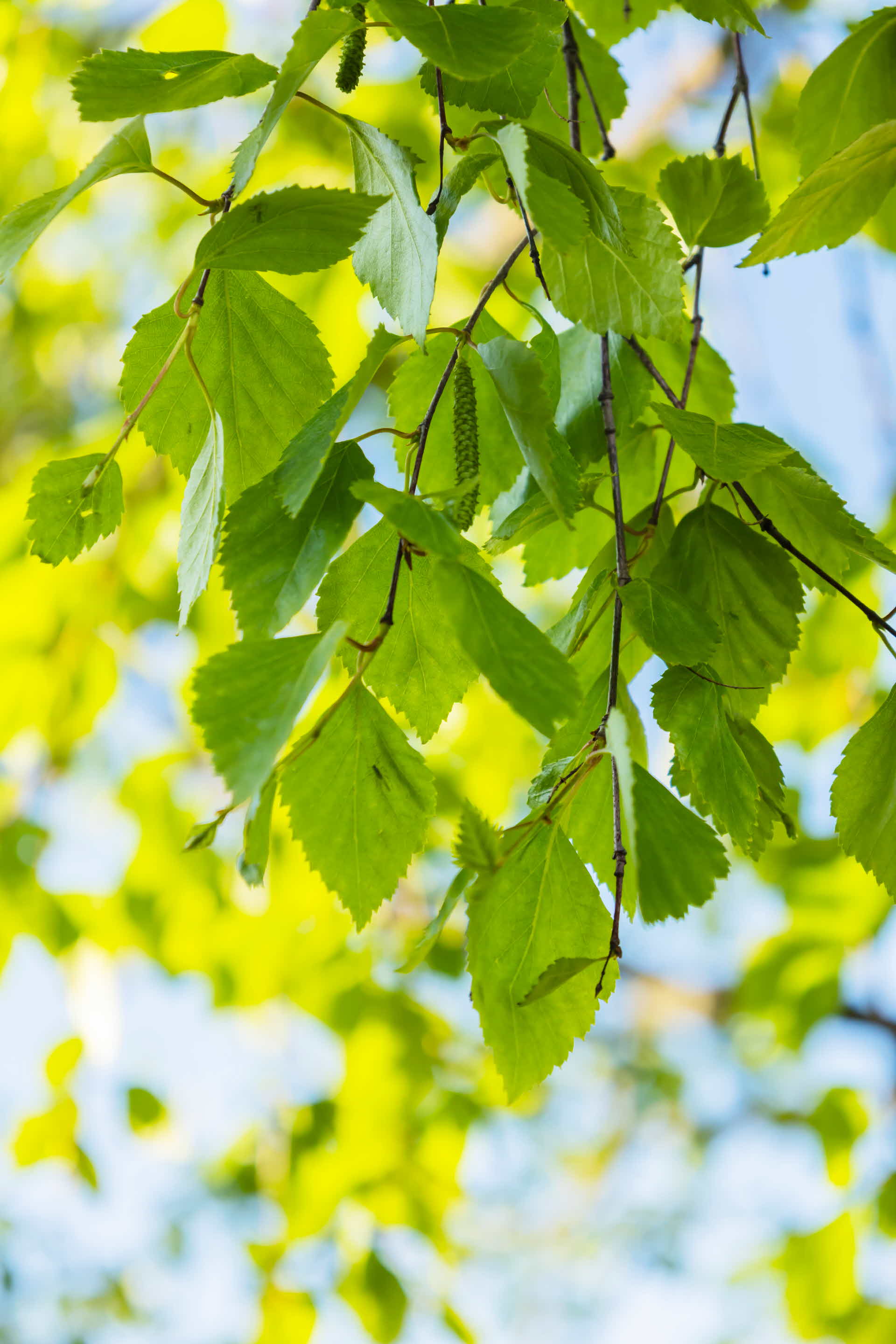 Pure pulp for a pure world, SCA.For nearly a century, we have harnessed the power of our Nordic forests to produce premium pulp for a variety of products worldwide