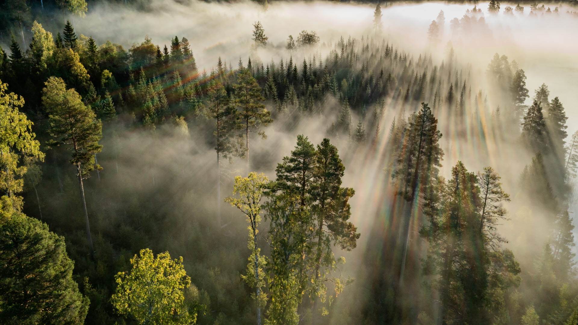 En drönarbild över ett skogslandskap där morgonsolen sprider sig mellan trädtopparna.