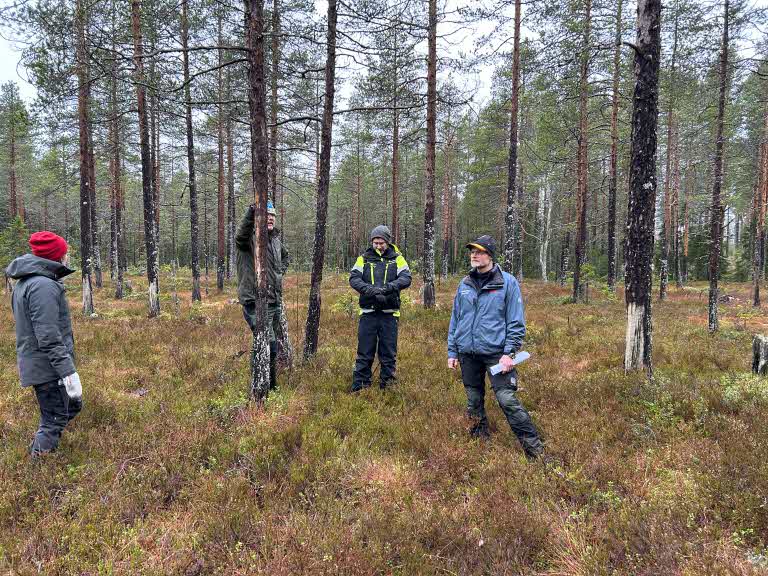 diskussion om katade träd