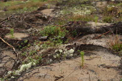 bild på nyligt planterad planta