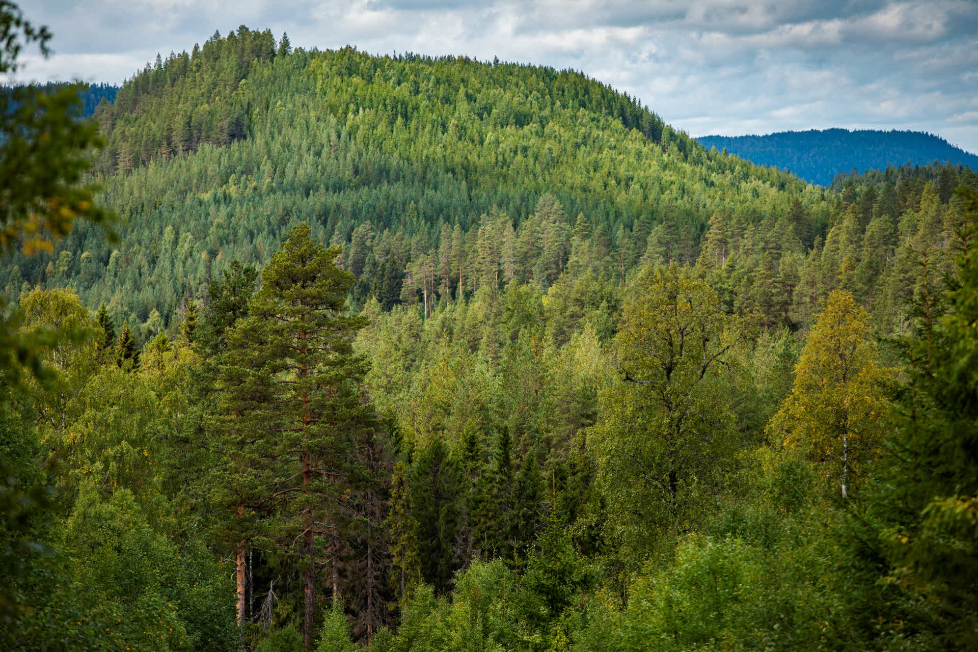 Skog mot berg.