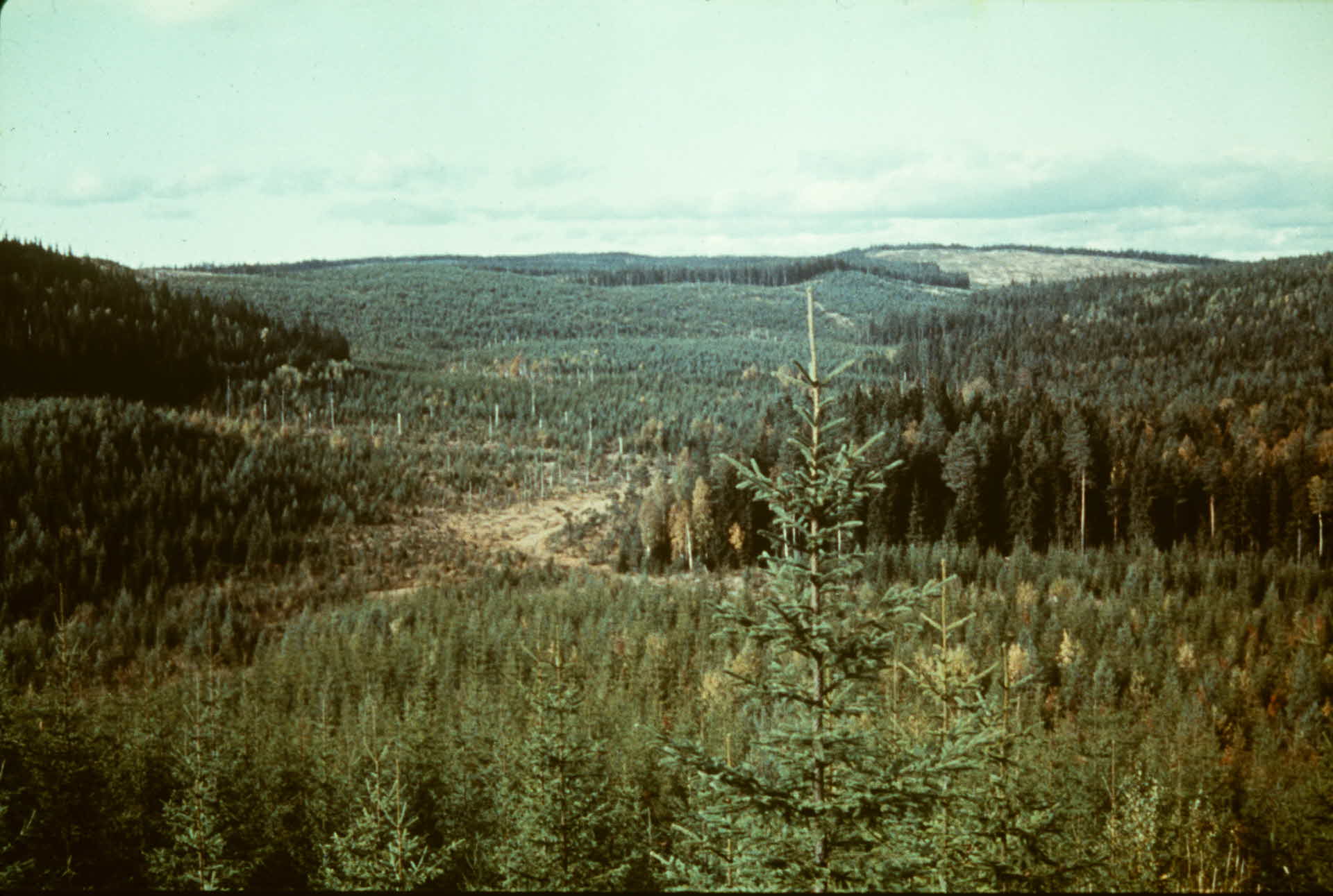 skogslandskap 1970