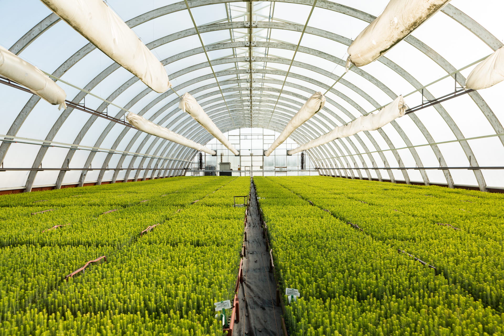 Bogrundet tree nursery in Timrå.