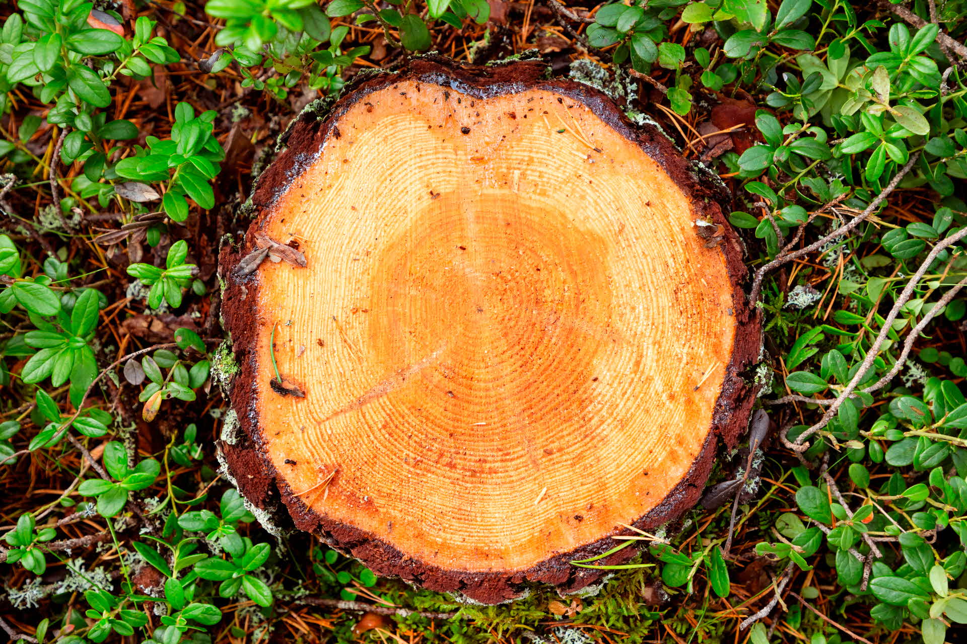 A stump viewed from above after logging.