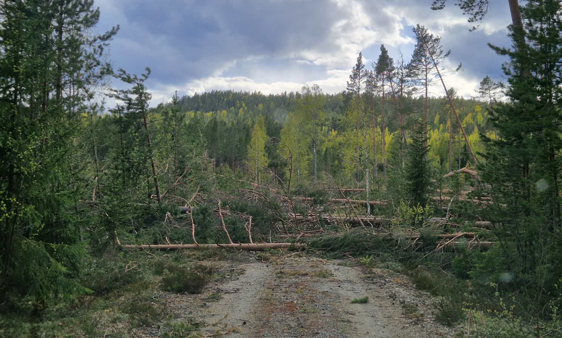 Stormfällda träd över en skogsbilväg
