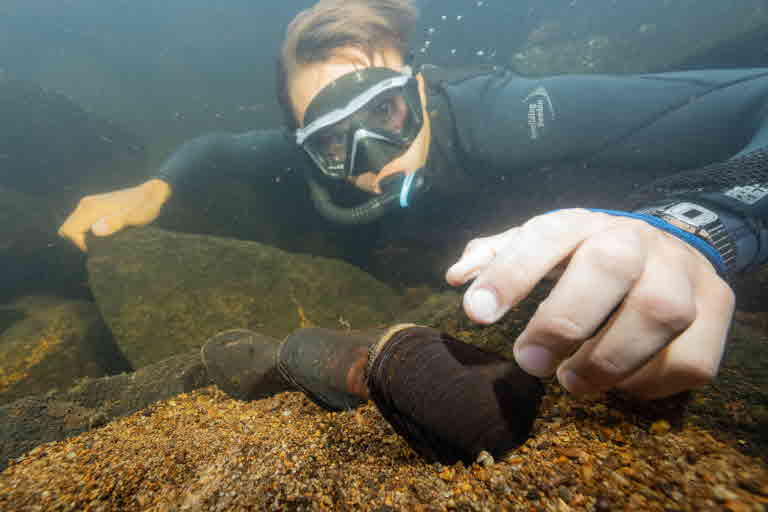 Diver with mussel