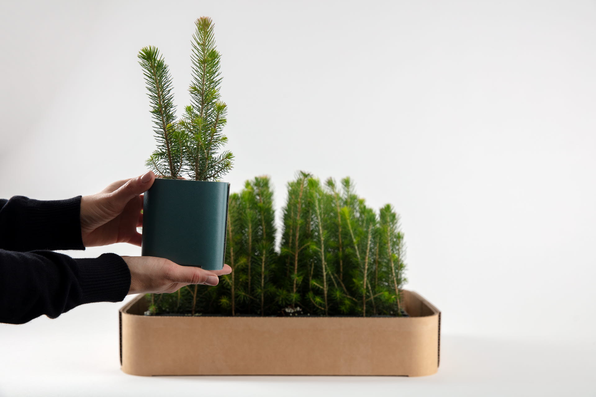 Plants in corrugated boxes