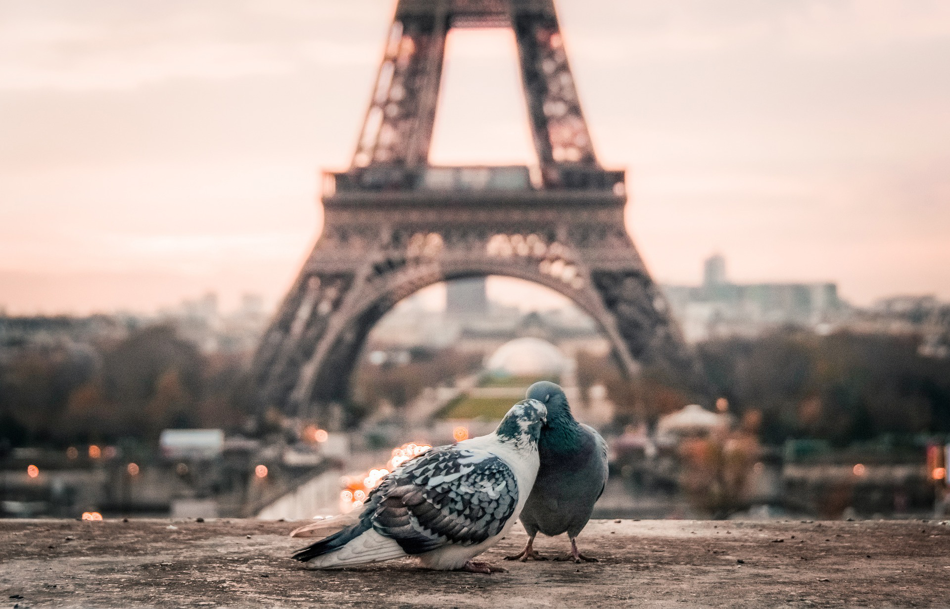 Två duvor i förgrunden till Eiffeltornet i Paris.