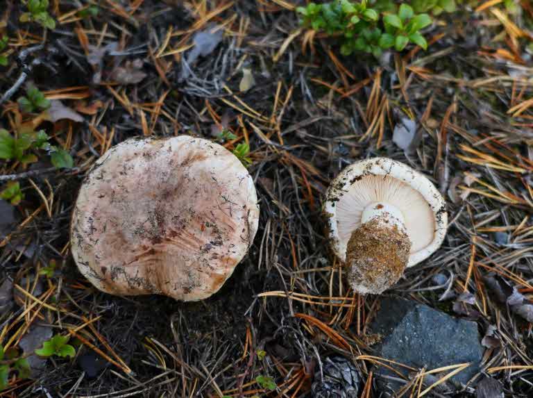 soil fungi