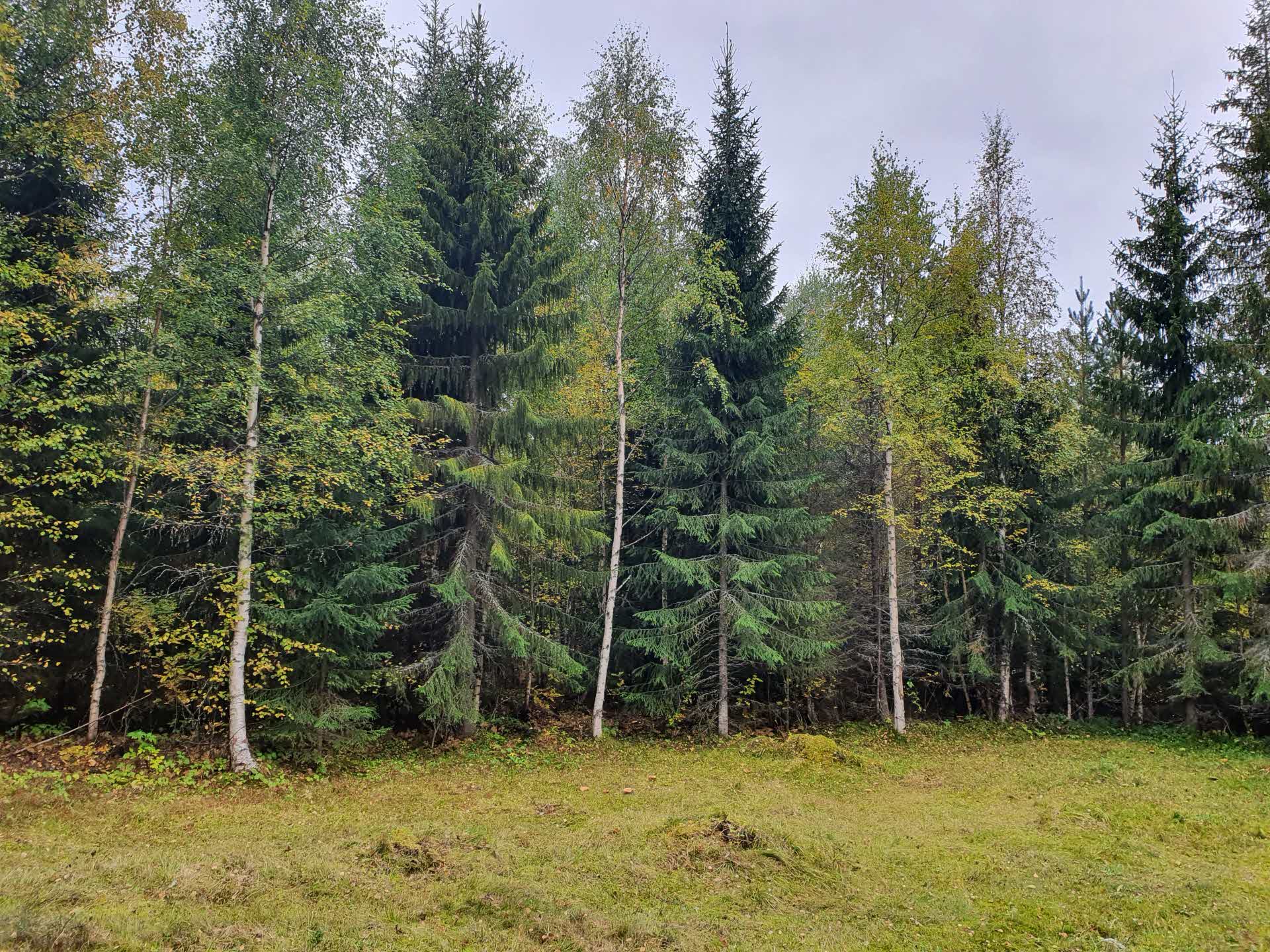 Before action. Lots of spruces in the meadow.