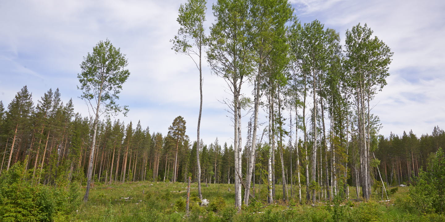 Reportage om skogsvård i Din Skog 2015.