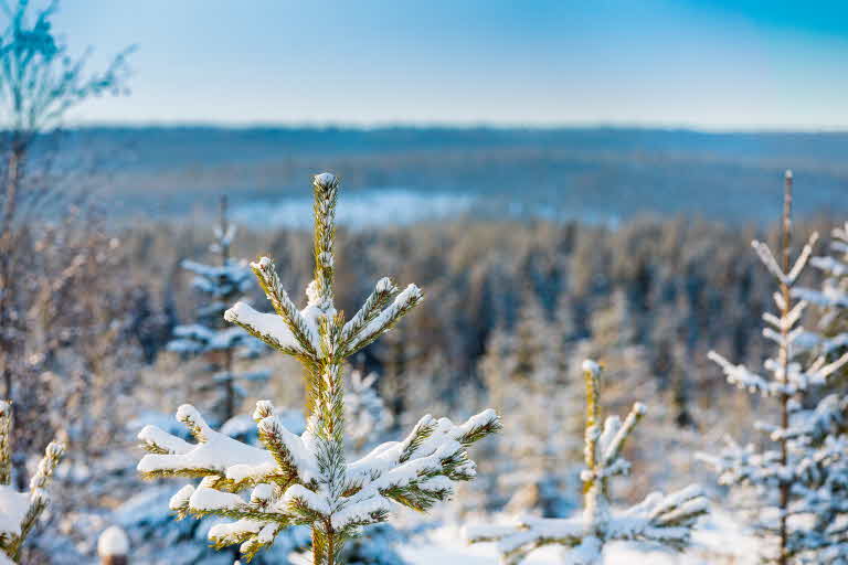 winter in forest