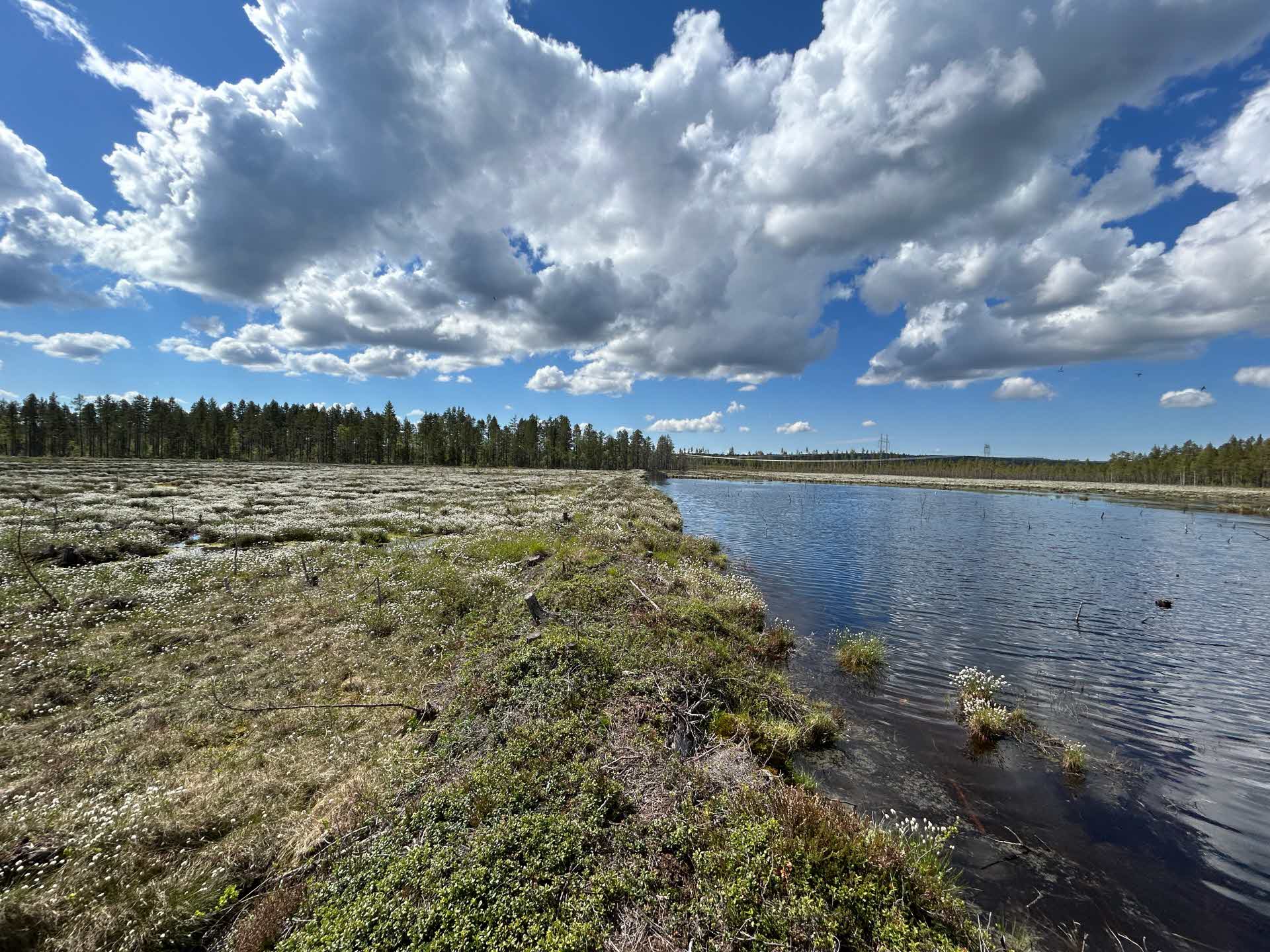 a restored wetland