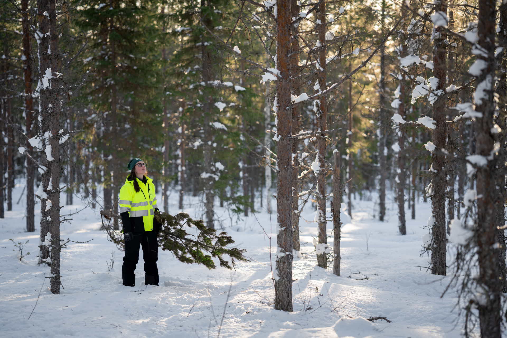 Kvinna i vinterskog tittar upp mot trädtopparna