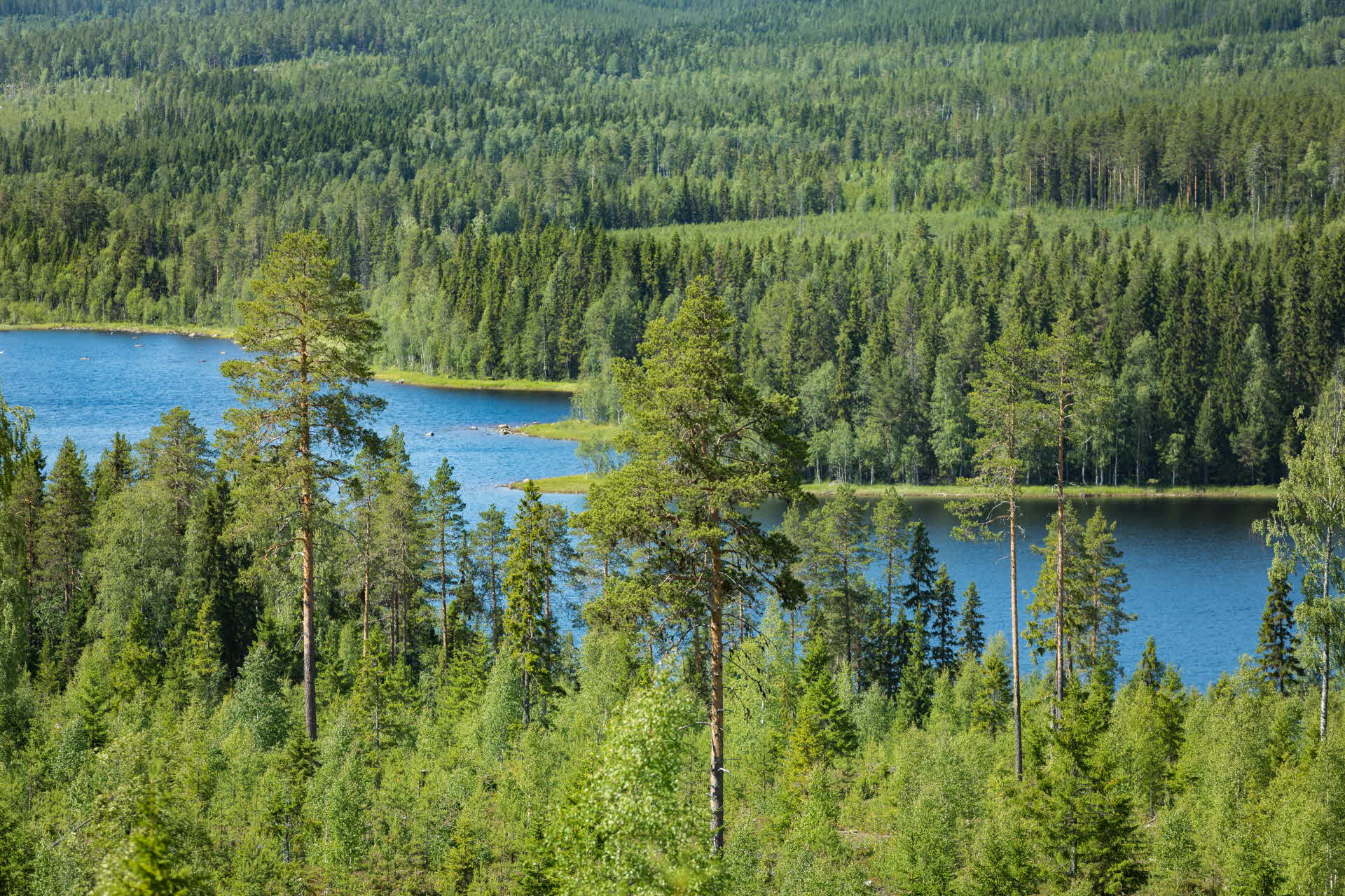 skog med en sjö