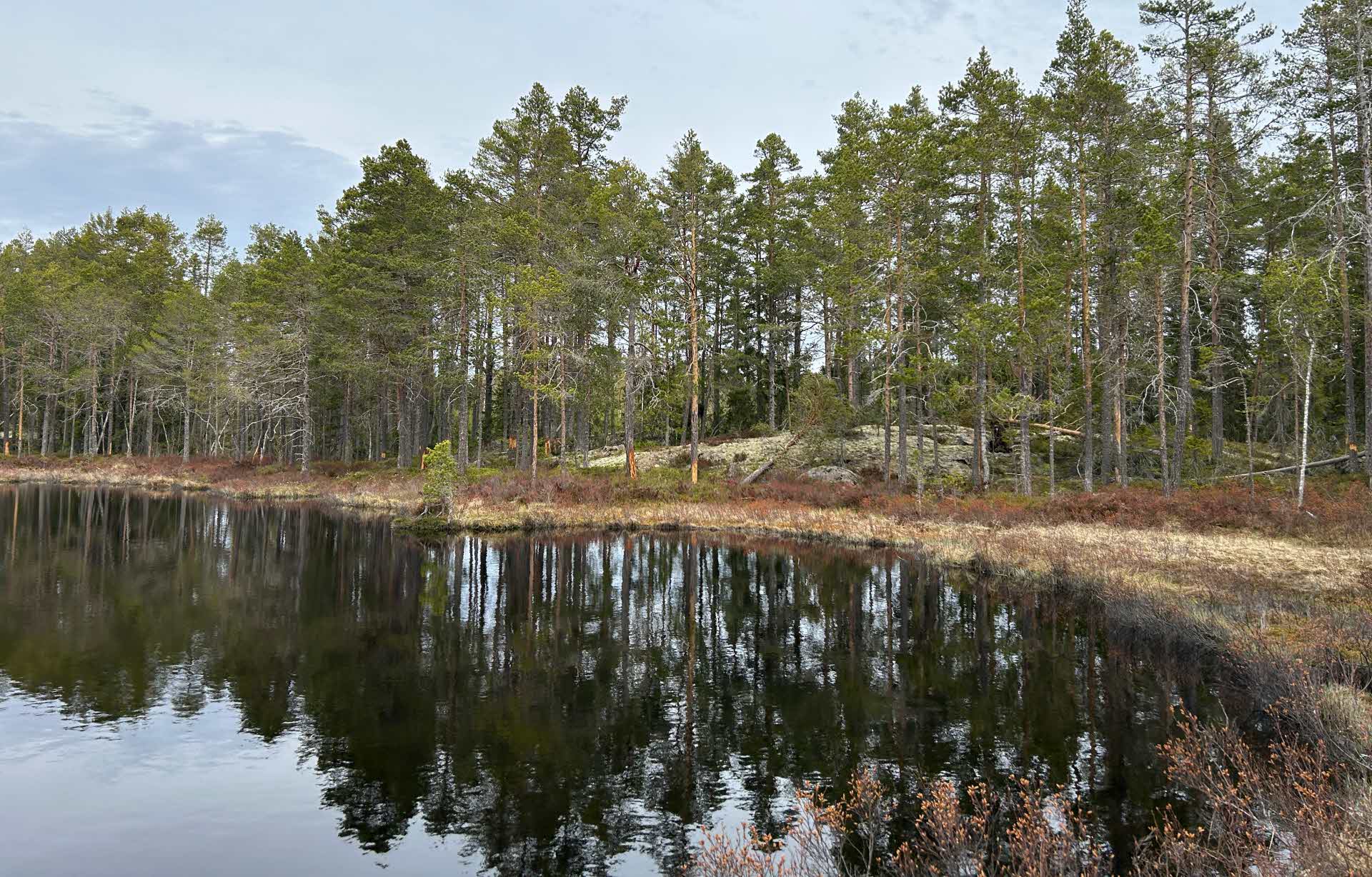 Utsikt över Kusttjärnen i Njurundakusten