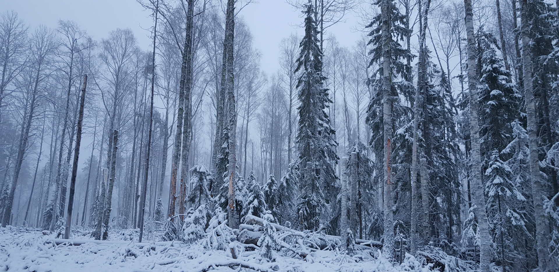 Naturvårdsavverkning i lövrik skog