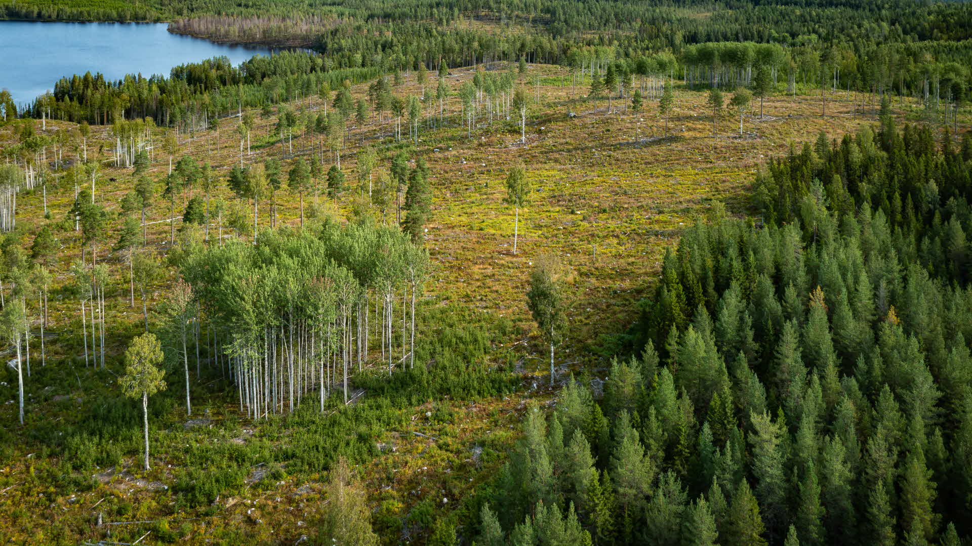 A harvested area with basic retention 2025