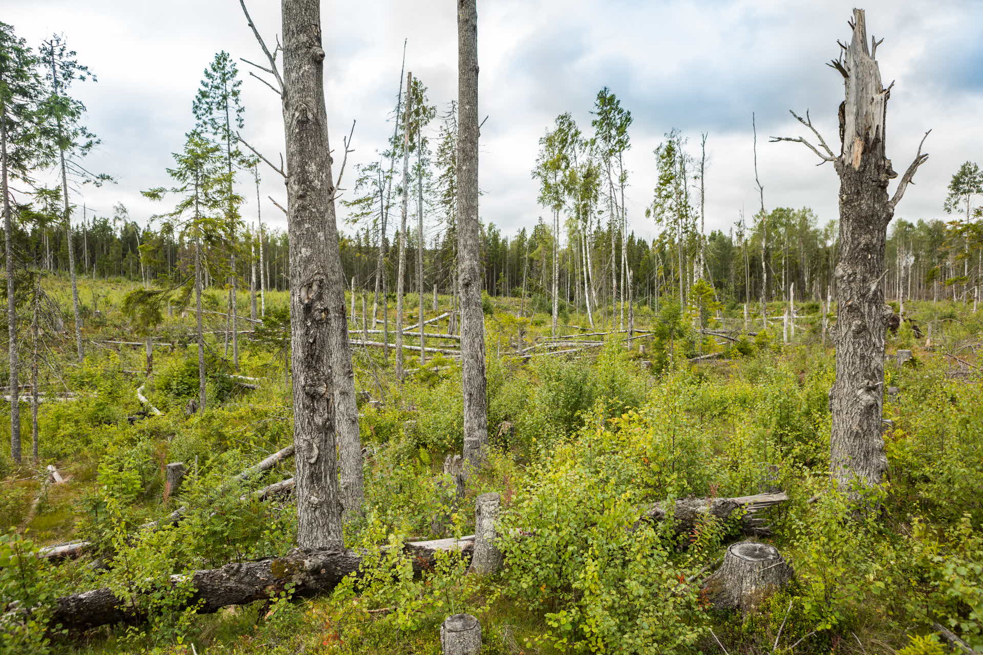 dead wood left on a harvested area