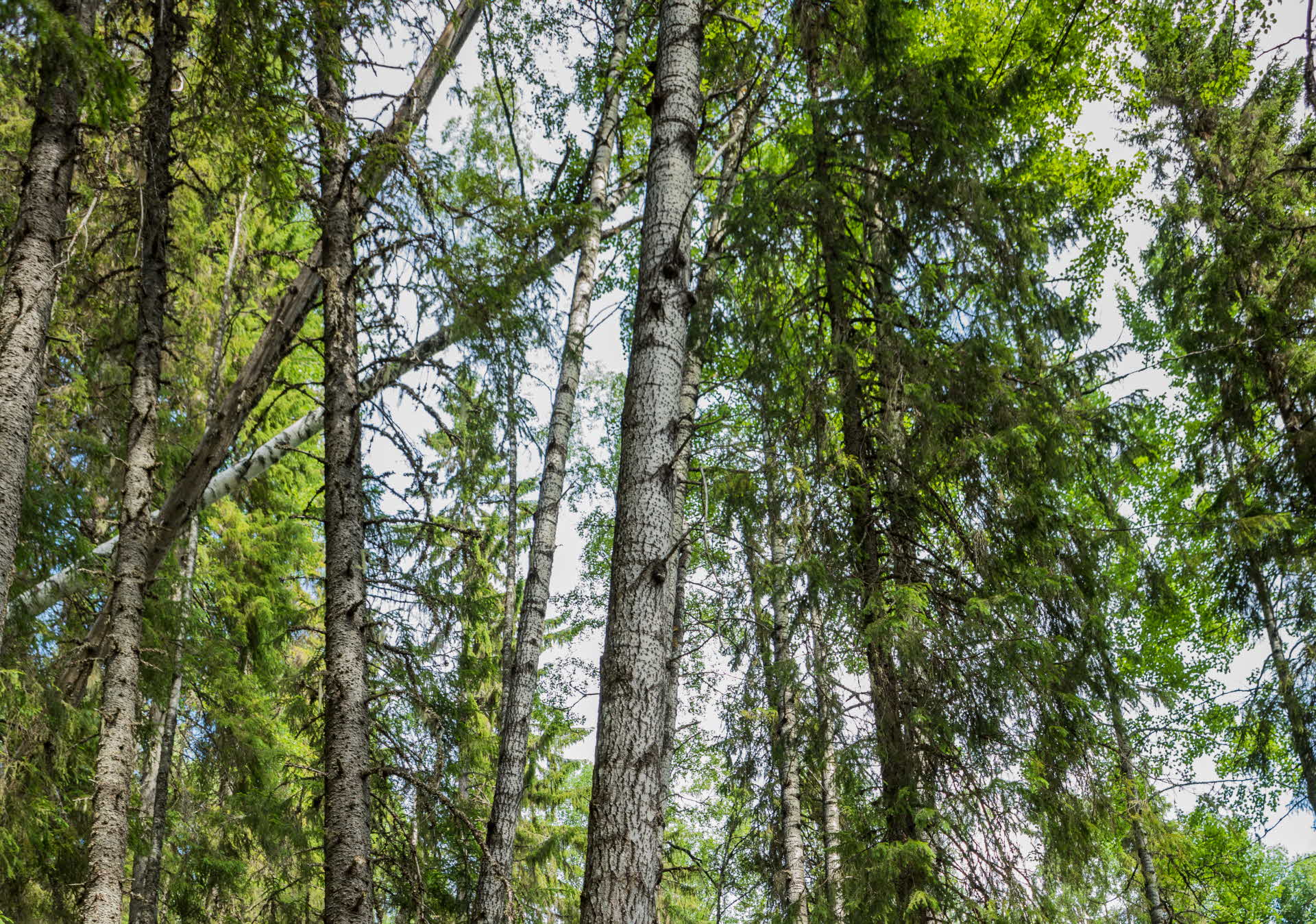 Old thick deciduous trees