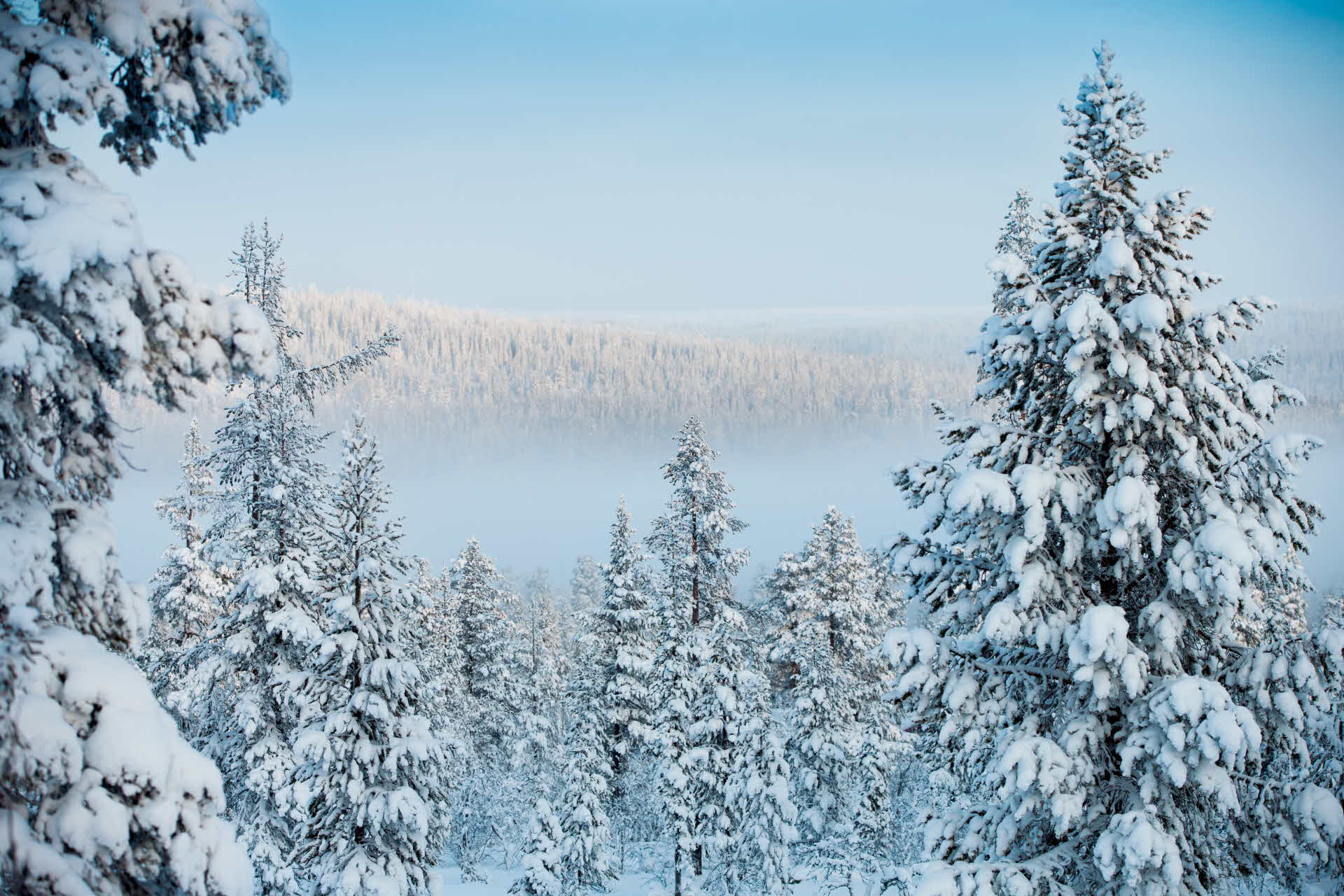 A forest in the winter.