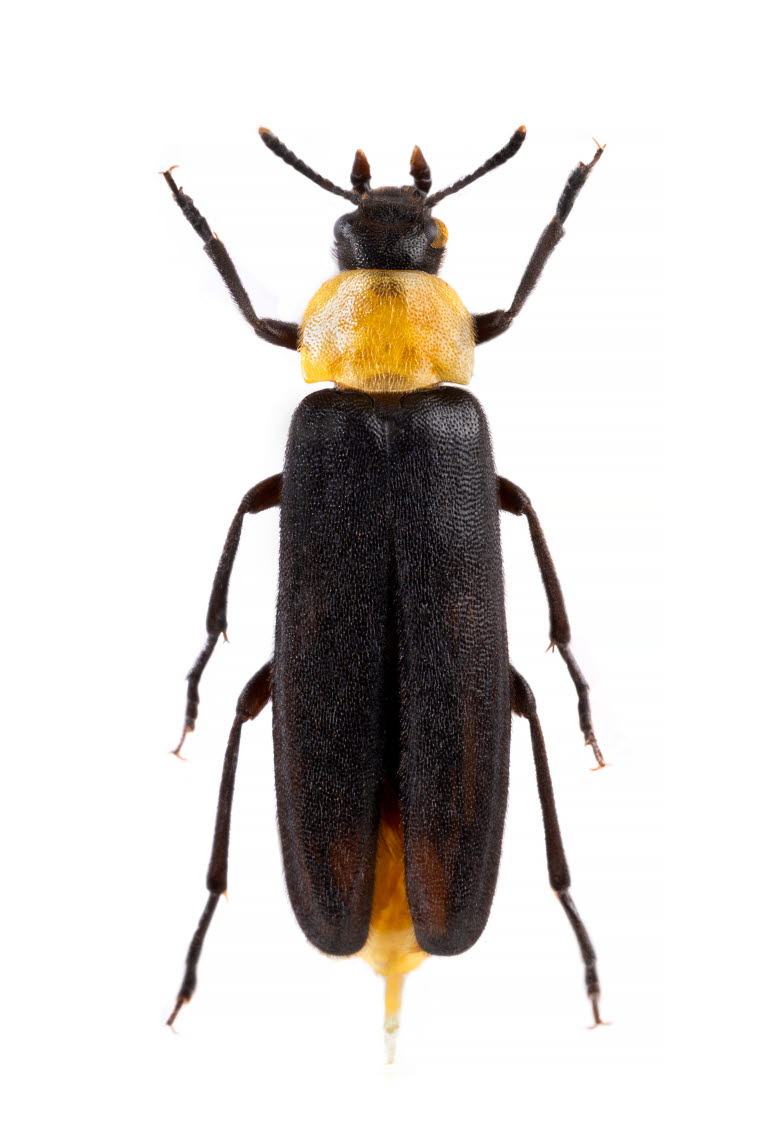 Phryganophilus ruficollis 