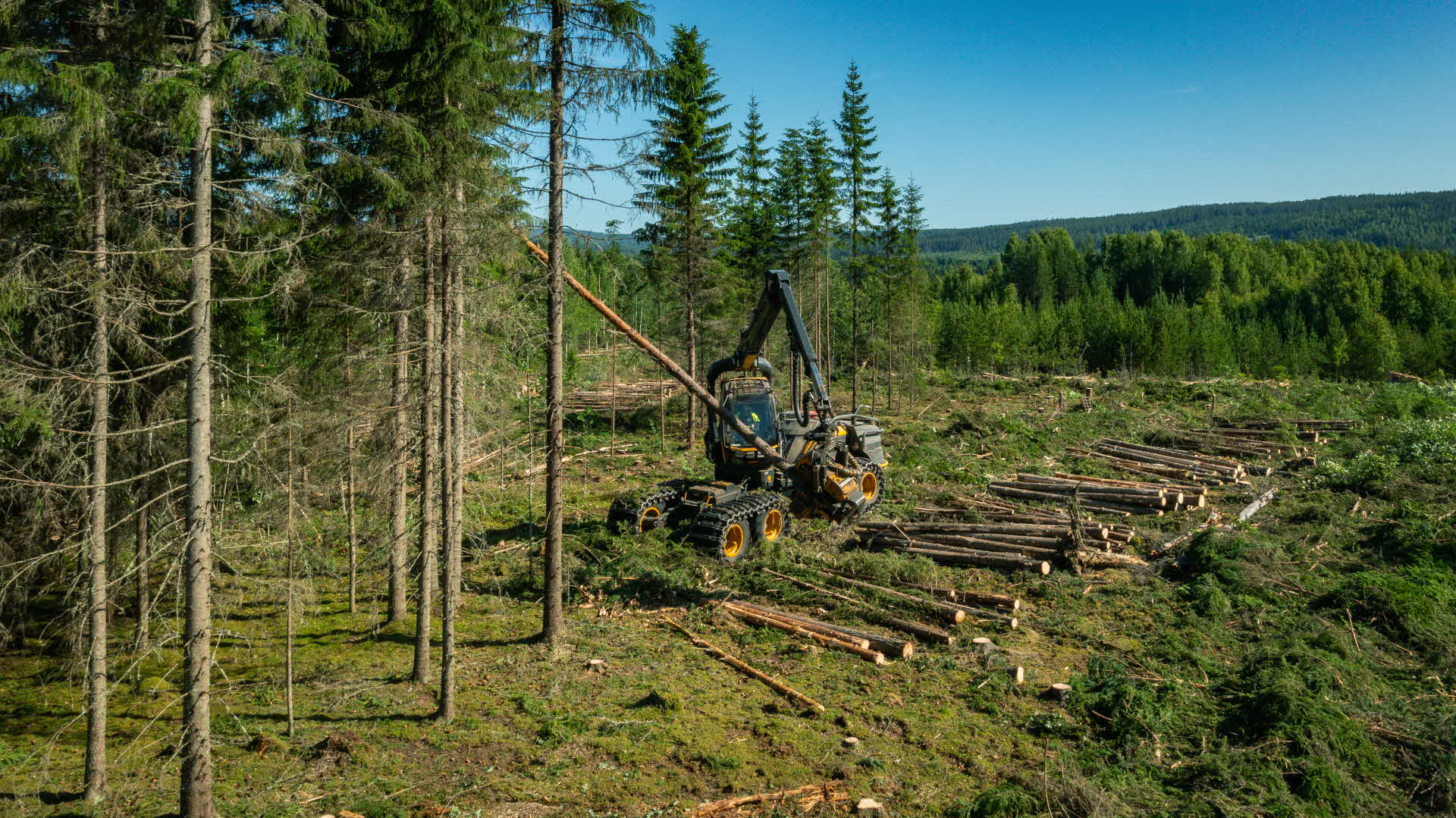 a harvester working in a pine forest