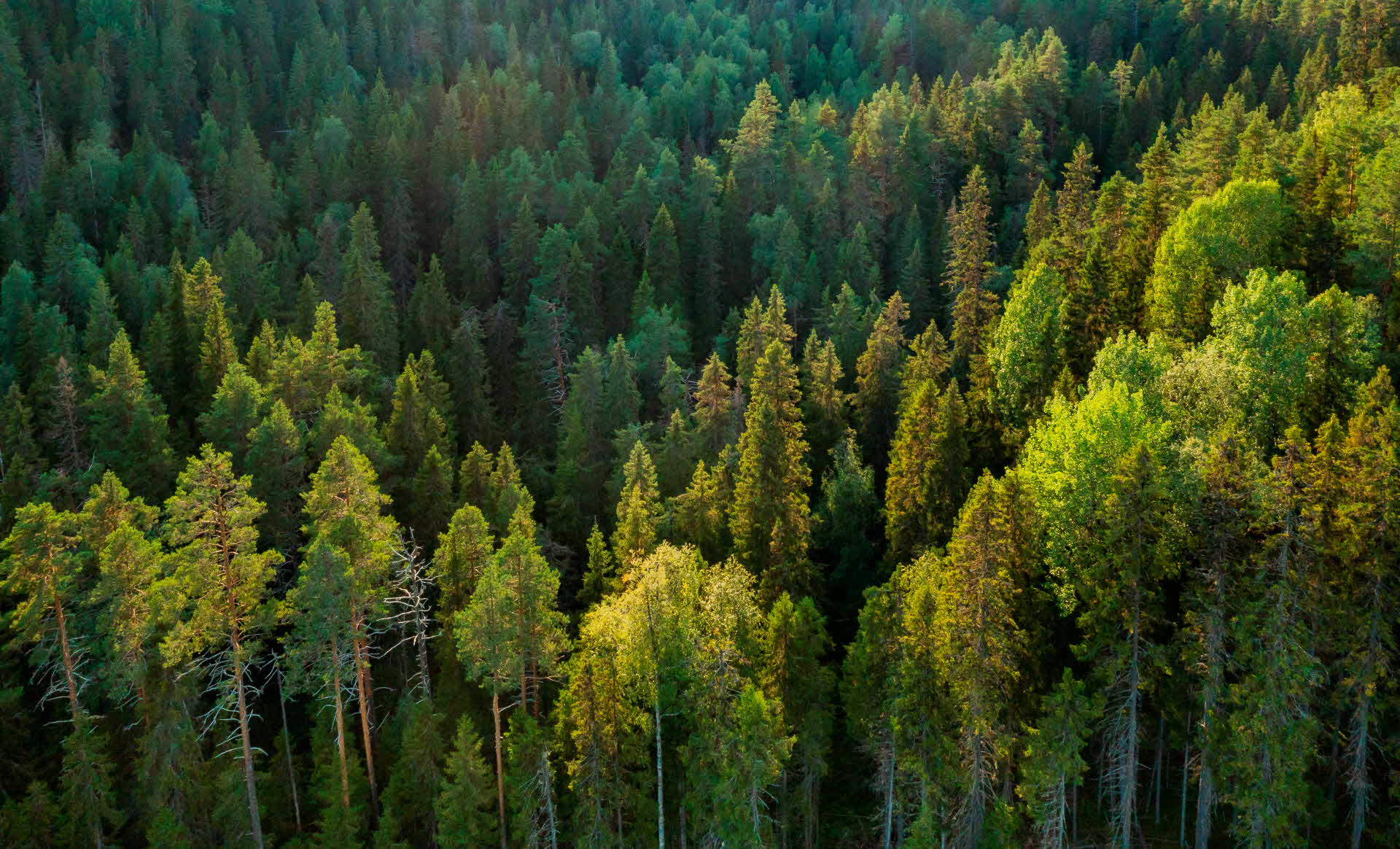 A forest from above.