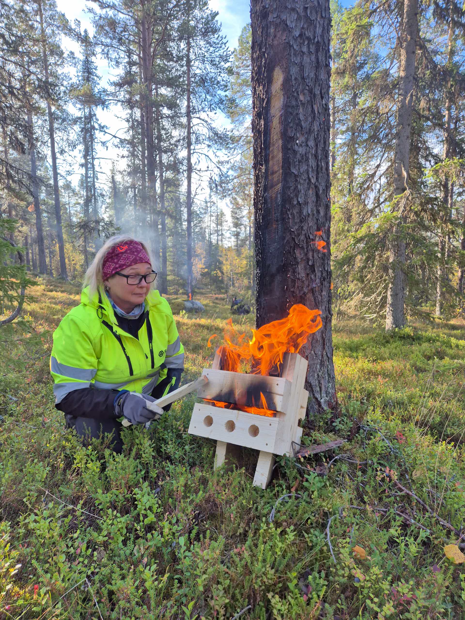 stambasbränniong av tall