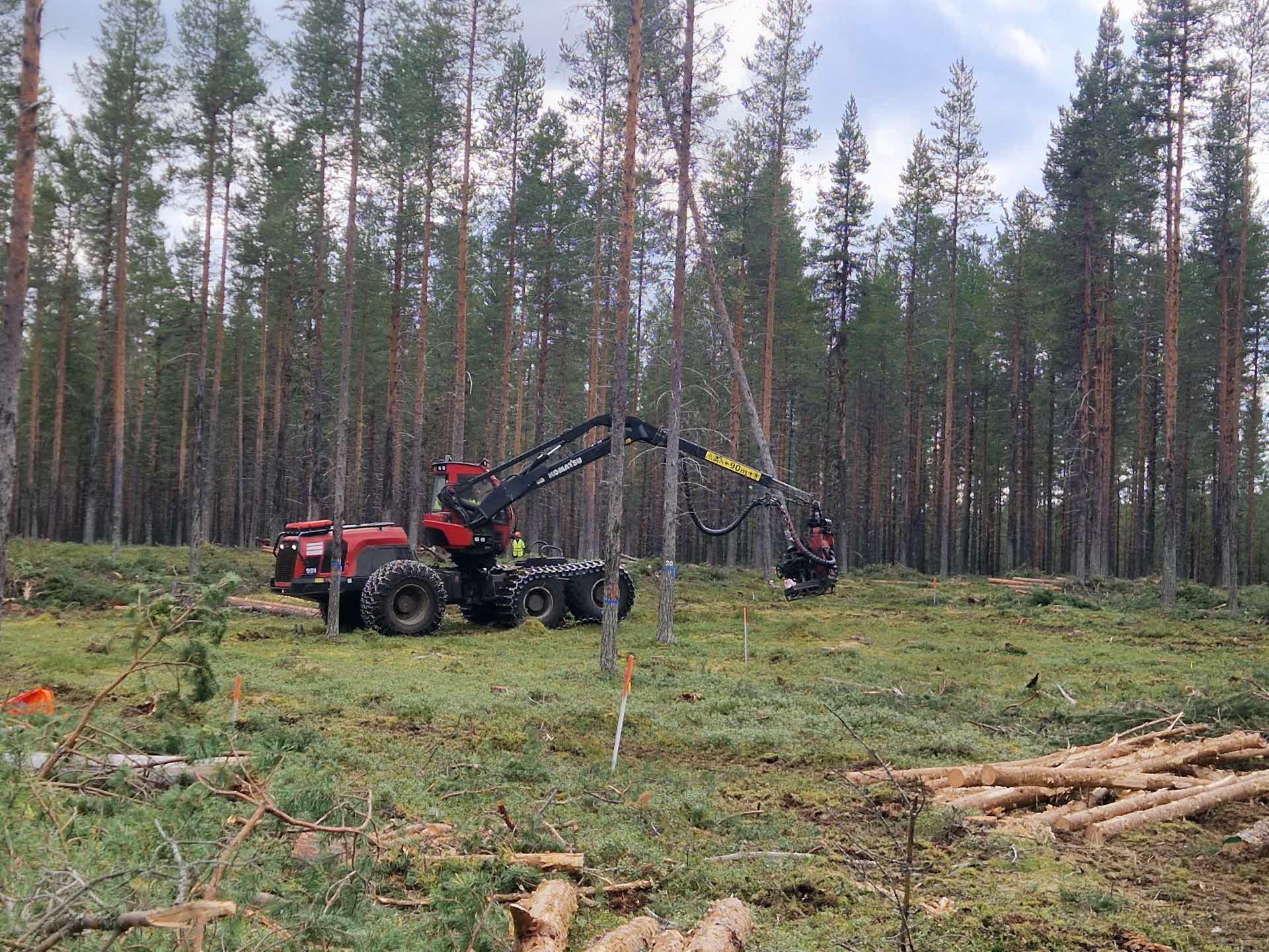 Avverkning i Åsele